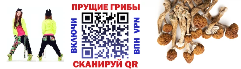 купить   Камышлов  Галлюциногенные грибы Psilocybine cubensis 